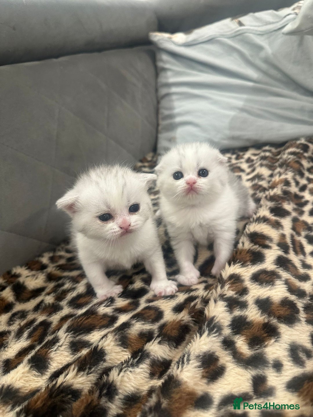 Scottish Fold cats for sale: Scottish fold kittens for sale - Advert 3