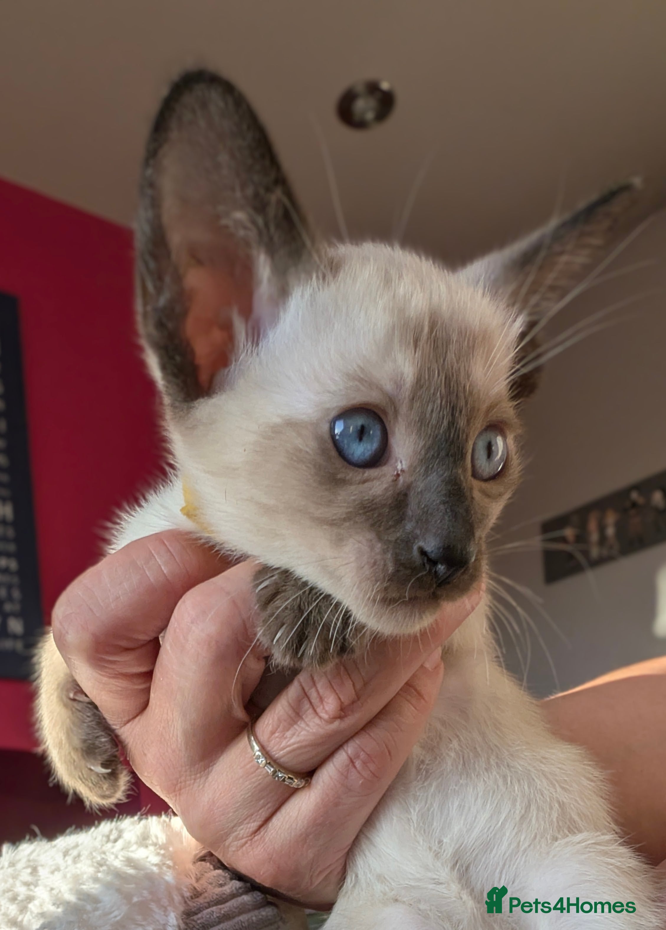 Siamese cats Beautiful Pure Siamese kittens - Advert 2