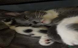 British Shorthair cats for sale: Gorgeous tabby male lovely markings  - Image 4