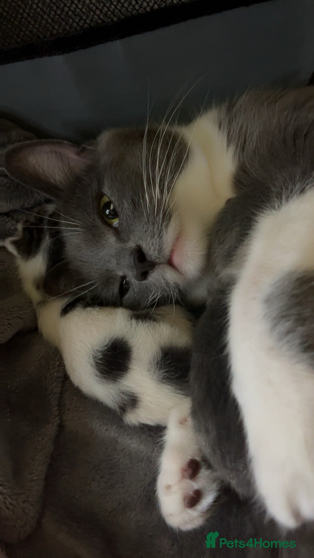 British Shorthair cats for sale: Gorgeous tabby male lovely markings  - Image 4