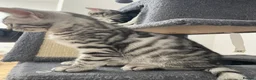 Bengal cats for sale: Bengal X Ready NOW - Advert 10