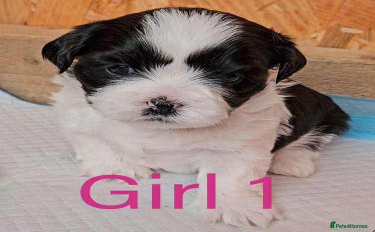 Shih Tzu dogs - Advert 2