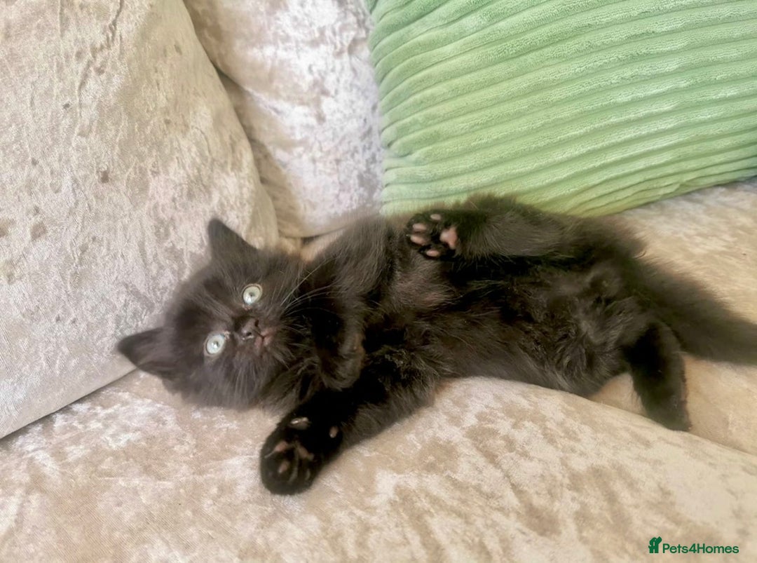 Maine Coon cats for sale: Black smoke Maine coon boy  - Advert 1