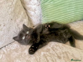 Maine Coon cats Black smoke Maine coon boy - Advert 3