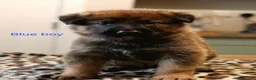 Mixed Breed dogs for sale: Belgian Malinois X German Shepherd  - Advert 7