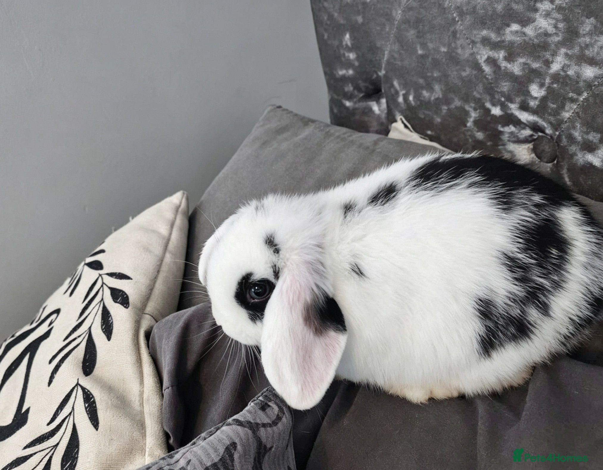 Mini Lion Lop rabbits Mini lion lops - 1 female left - Advert 4