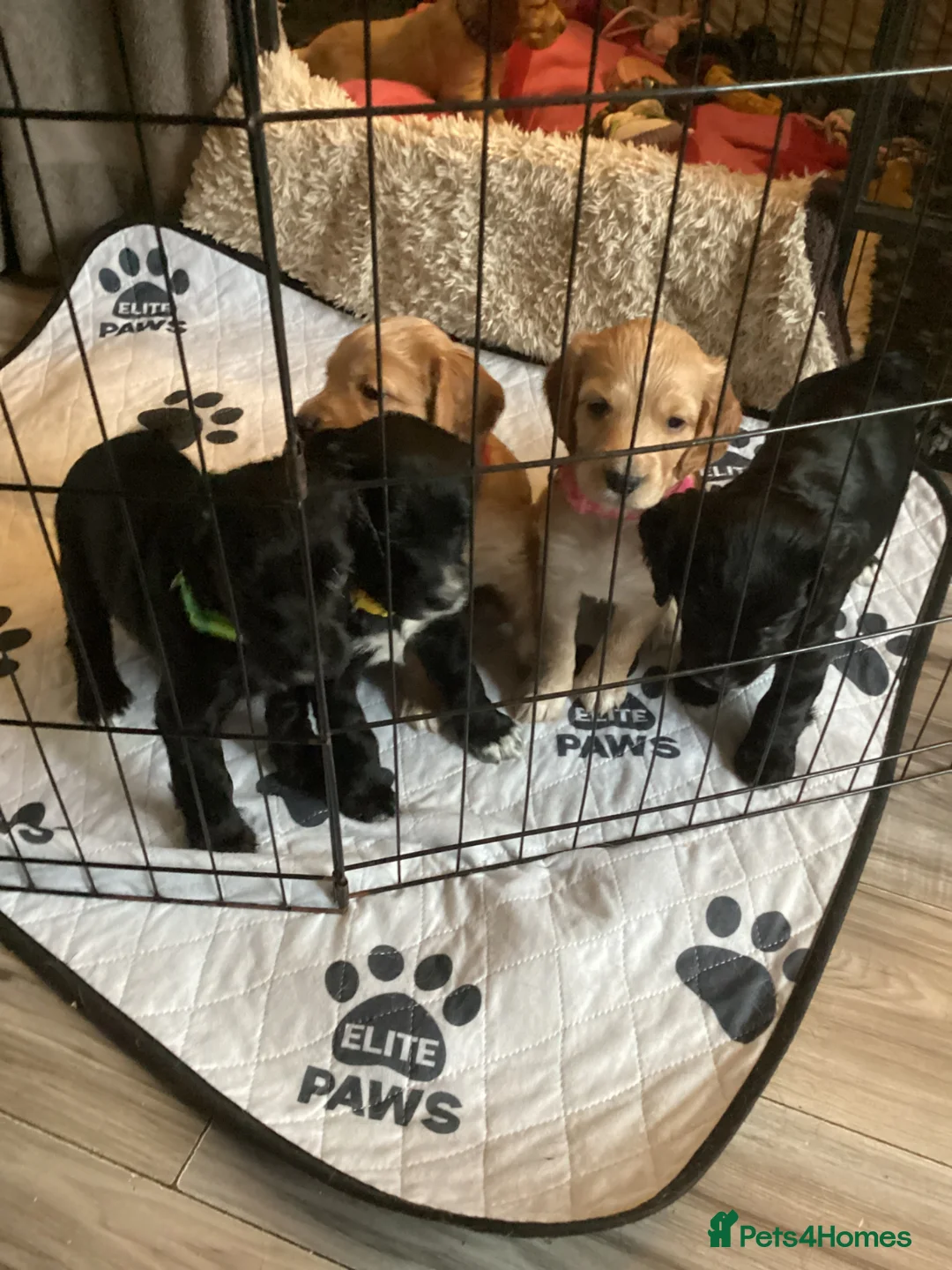 Cocker Spaniel dogs for sale: Cocker spaniel pups  - Advert 1