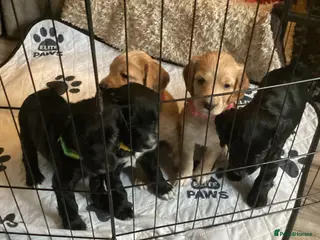 Cocker Spaniel dogs KC COCKER SPANIEL PUPPIES - Advert 18