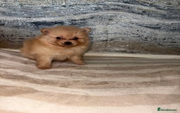 Pomeranian dogs for sale: ** Pomeranian Puppies 🐶🤍🐻🤎 - Image 33