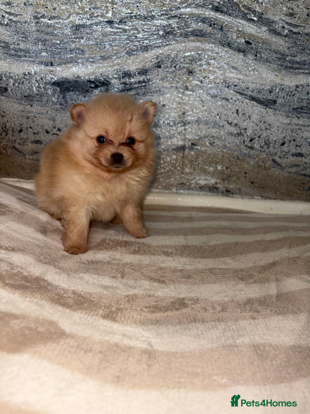 Pomeranian dogs for sale: ** Pomeranian Puppies 🐶🤍🐻🤎 - Image 33
