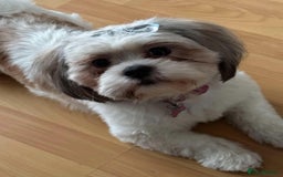 Shih Tzu dogs for sale: Shih tzu  - Image 16
