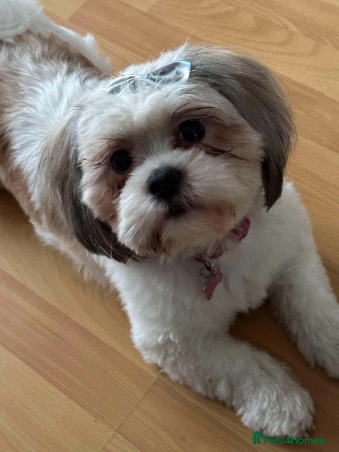 Shih Tzu dogs for sale: Shih tzu  - Image 16