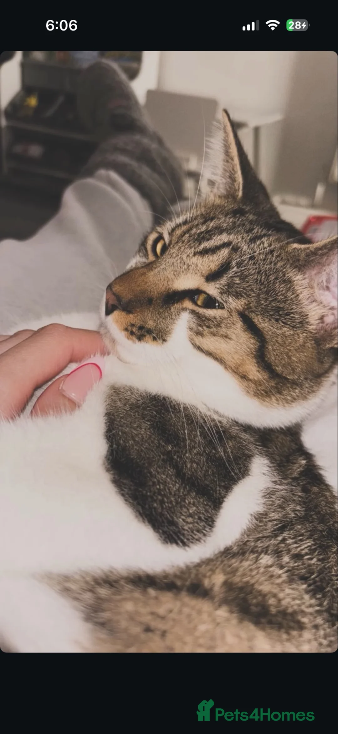 Mixed Breed cats for sale: Tom Tom FREE in Ilford - Advert 2