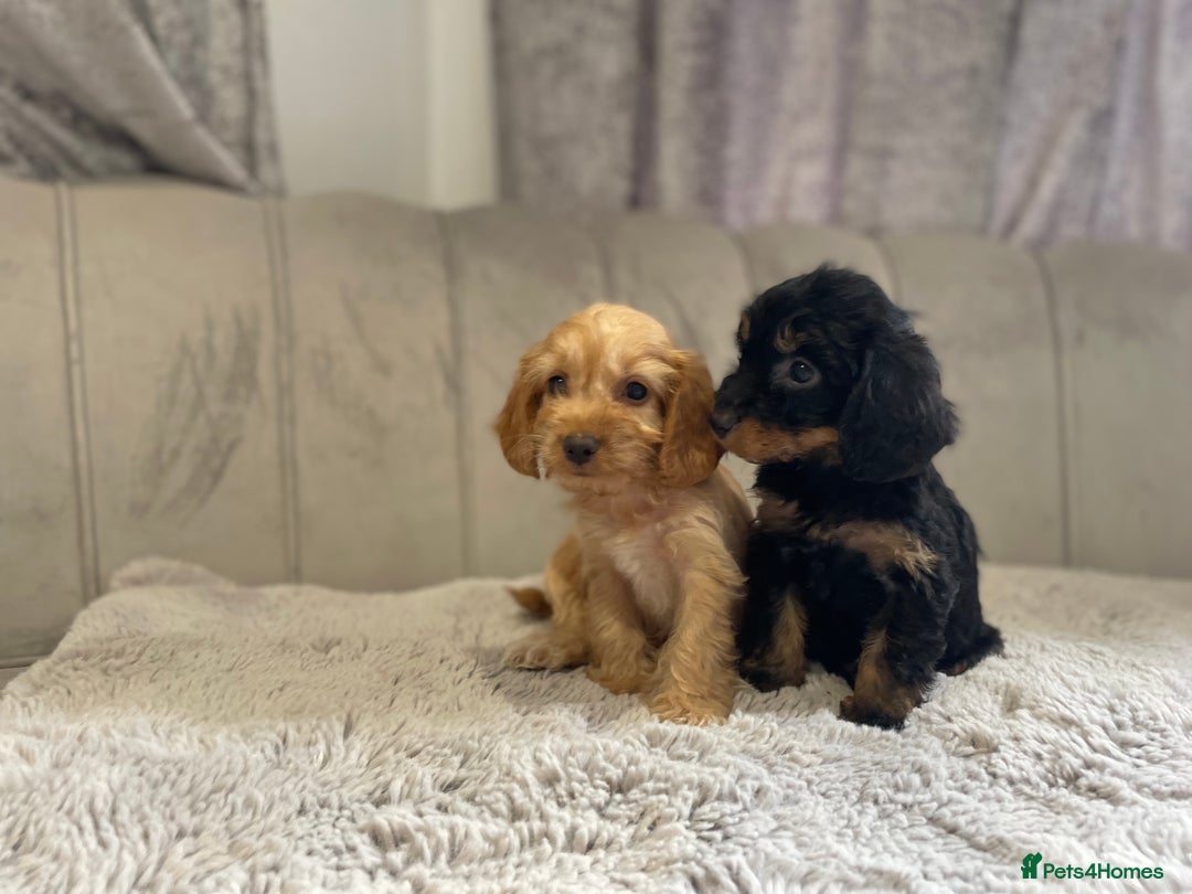 Cockapoo dogs for sale: Beautiful F1 cockapoos ready now  - Image 25