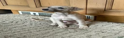 Whippet dogs for sale: Whippet Girl available - Advert 6