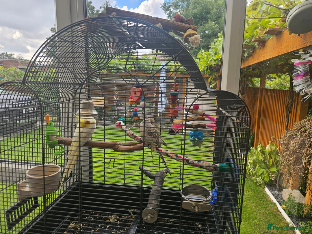 Cockatiels birds for sale: 4 cockatiels - 2 male, 2 female. - Advert 2