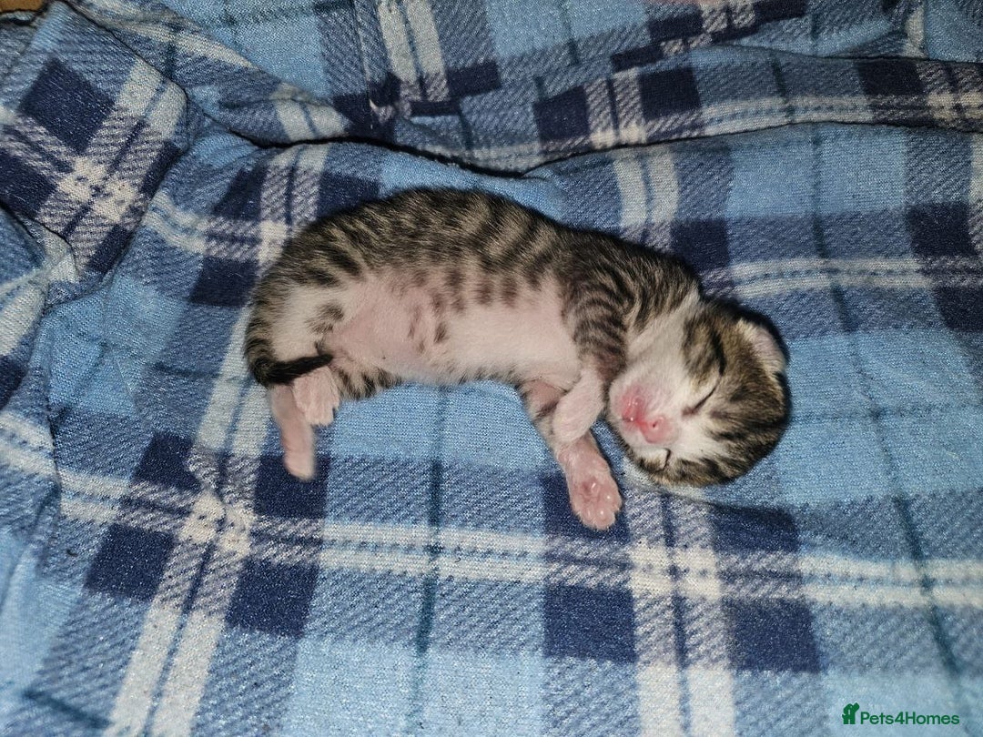 Mixed Breed cats for sale: Affectionate tabby female kitten - Advert 6