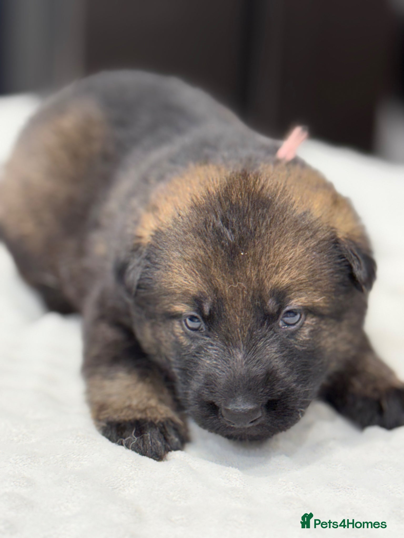 German Shepherd dogs ELITE KC REG CZECH WORKING LINE GSD PUPPIES 🏆 - Advert 2