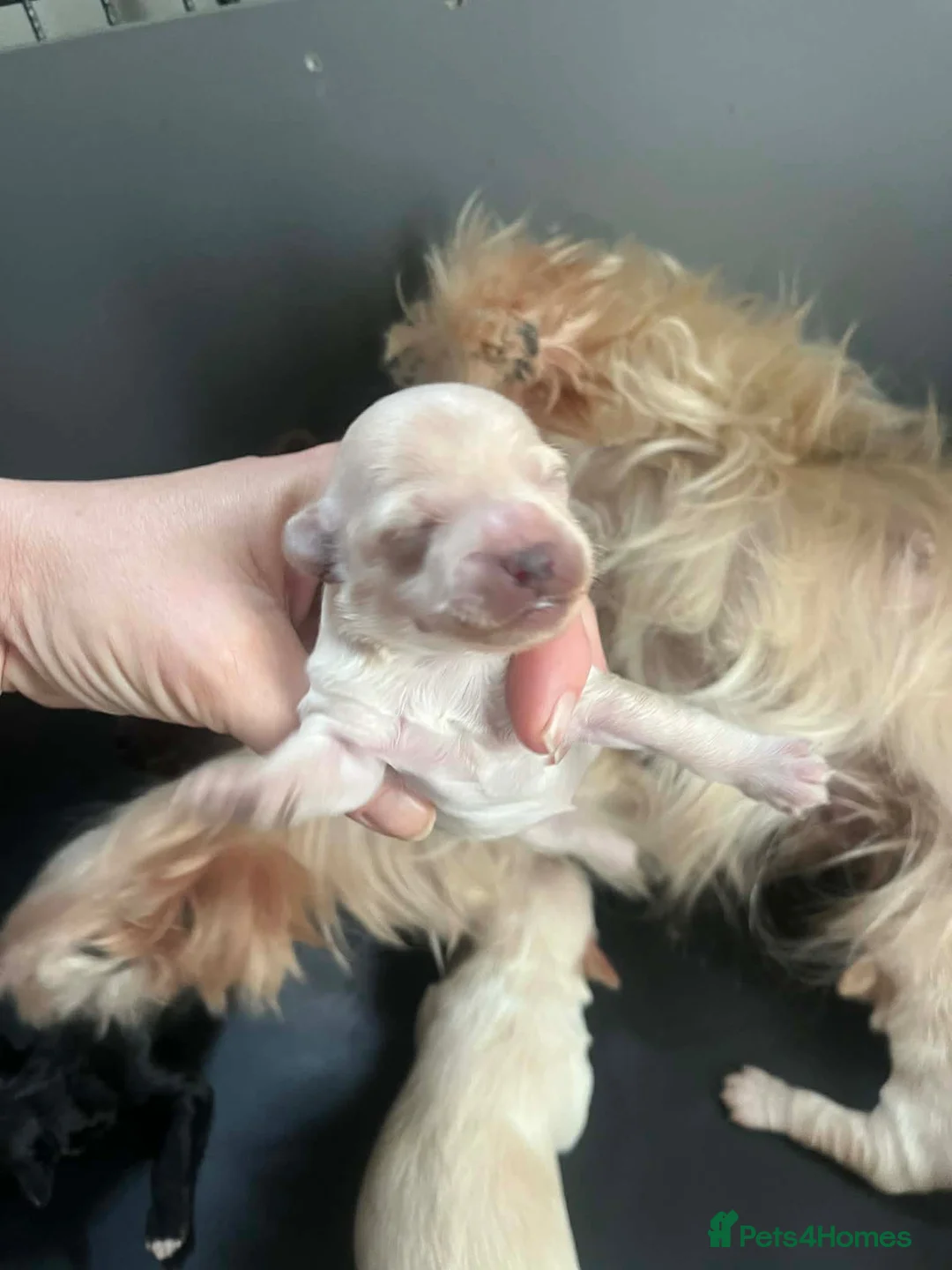 Yorkiepoo dogs for sale: Beautiful Yorkie-poo puppies  - Advert 2
