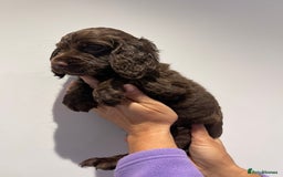 Cocker Spaniel dogs for sale: Stunning cocker spaniel puppies  - Image 8