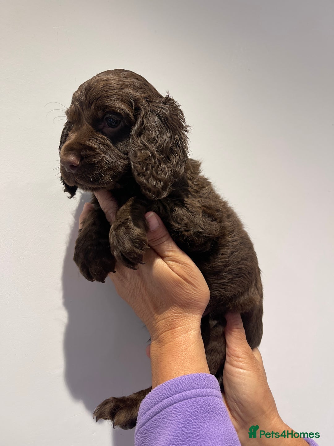 Cocker Spaniel dogs for sale: Stunning cocker spaniel puppies  - Image 8