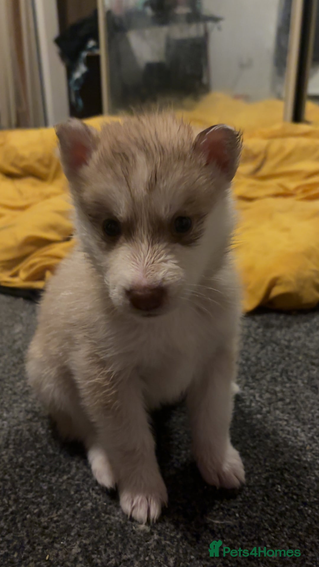 Siberian Husky dogs for sale: Beautiful husky pups 🔥 only 3 male pups left 🔥 - Advert 21