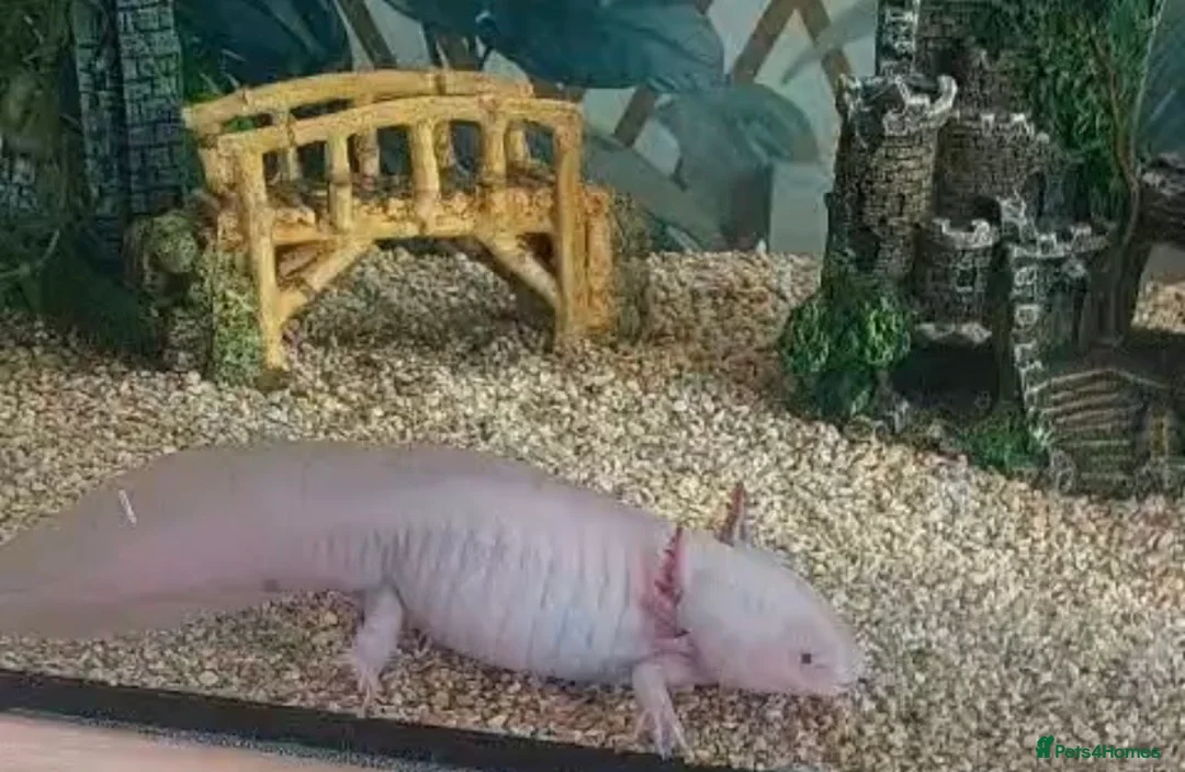 Axolotl reptiles for sale: Beautiful Axolotl for sale  in Birmingham - Advert 2