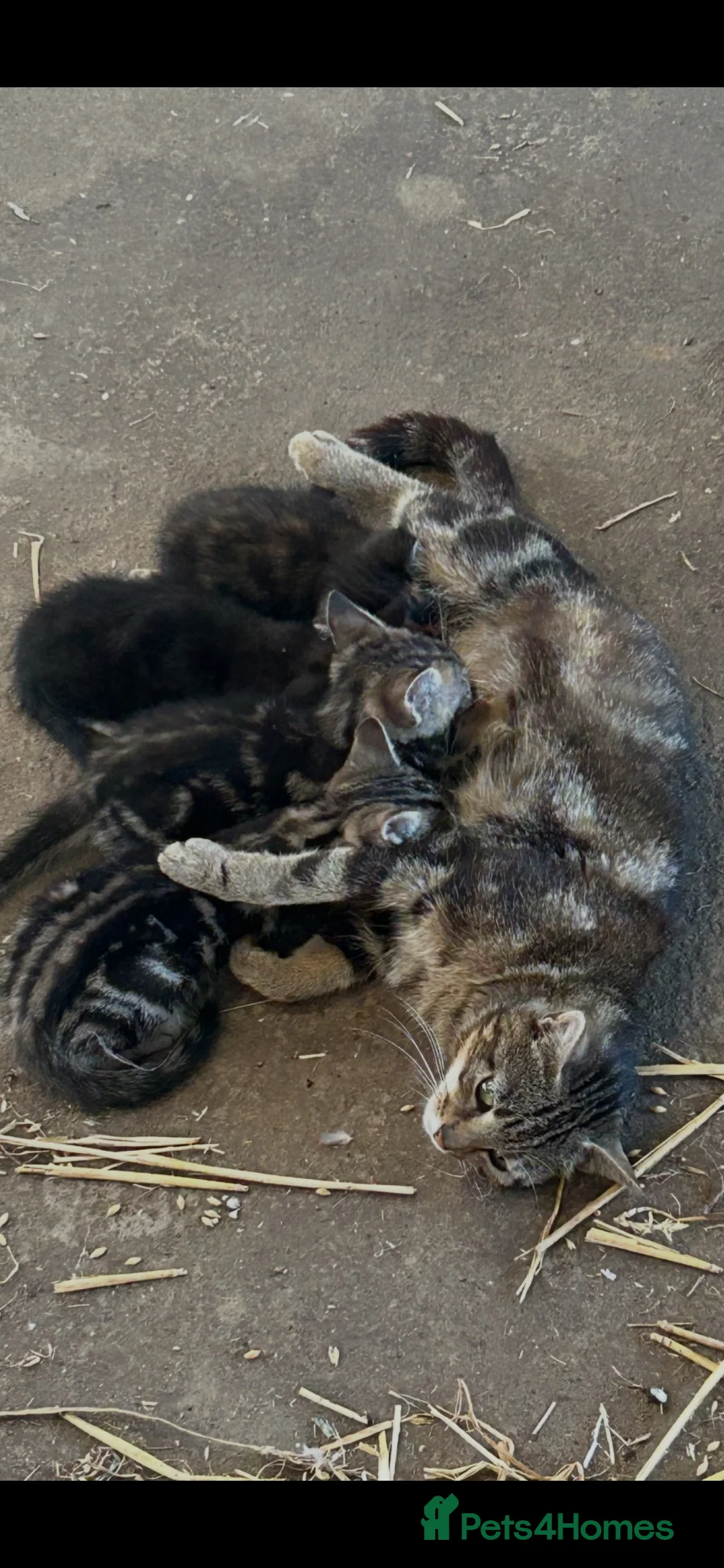 Mixed Breed cats for sale: Kittens for sale - Advert 15