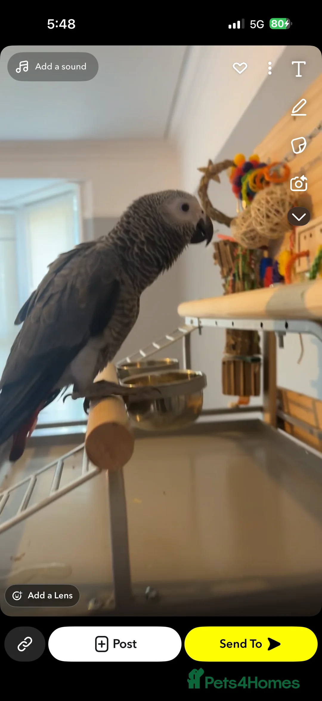 Parrots birds for sale: ECHO AFRICAN GREY PARROT  in Worthing - Advert 7