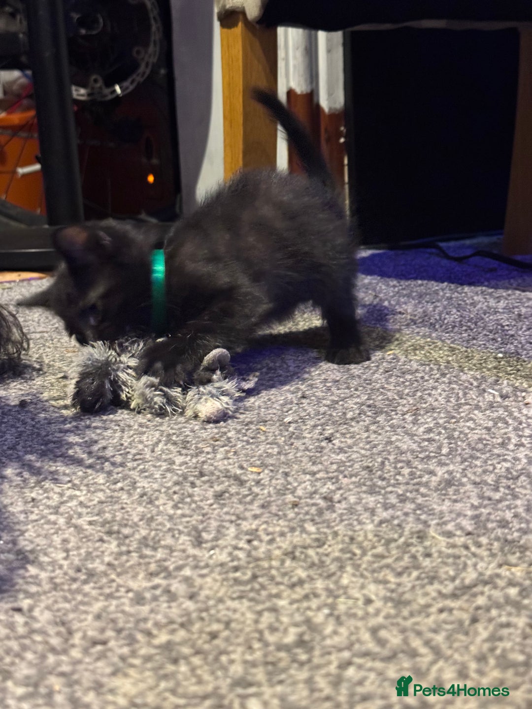 British Shorthair cats for sale: British shorthair x kittens - Image 3