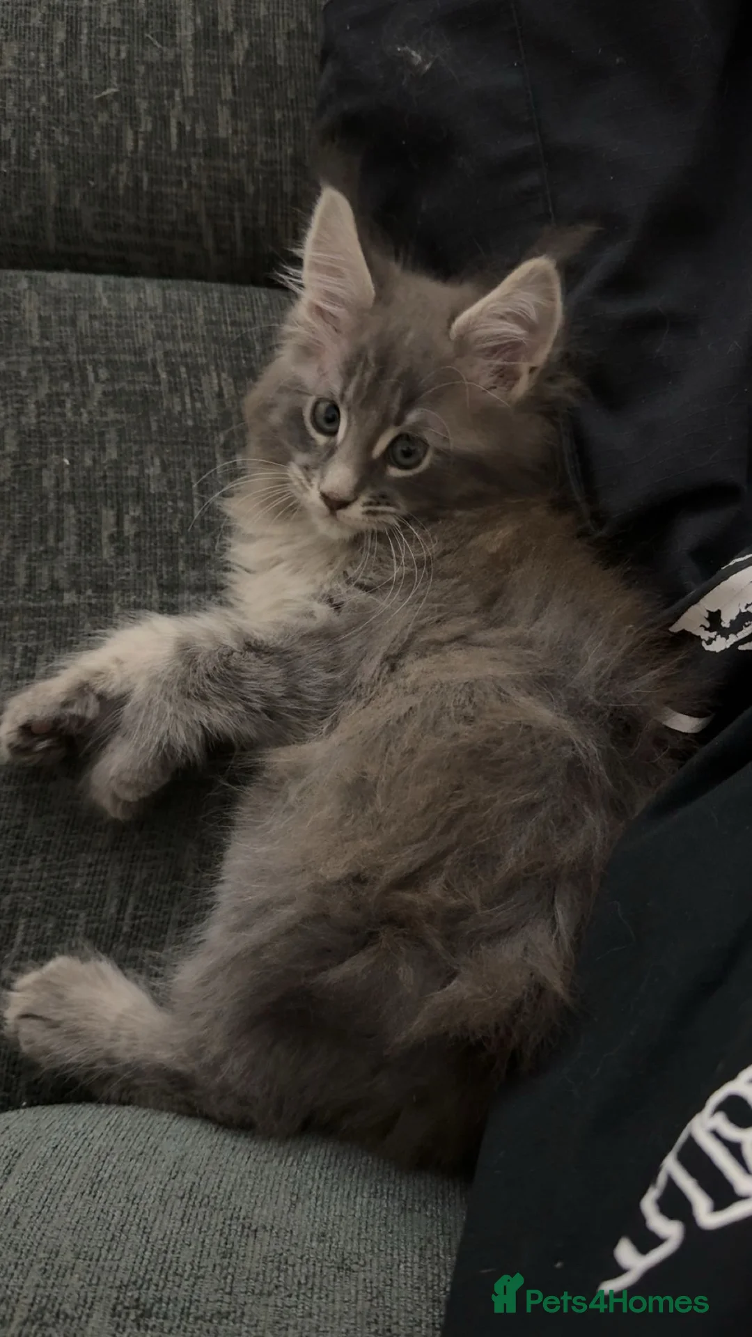 Maine Coon cats for sale: maine coon kittens  - Advert 4