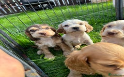 Cocker Spaniel dogs for stud: KC Reg DNA Health Tested Show Cocker Sable Stud in Doncaster - Image 7