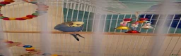 Budgerigars birds for sale: Beautiful blue Budgie with cage in Canterbury - Advert 2