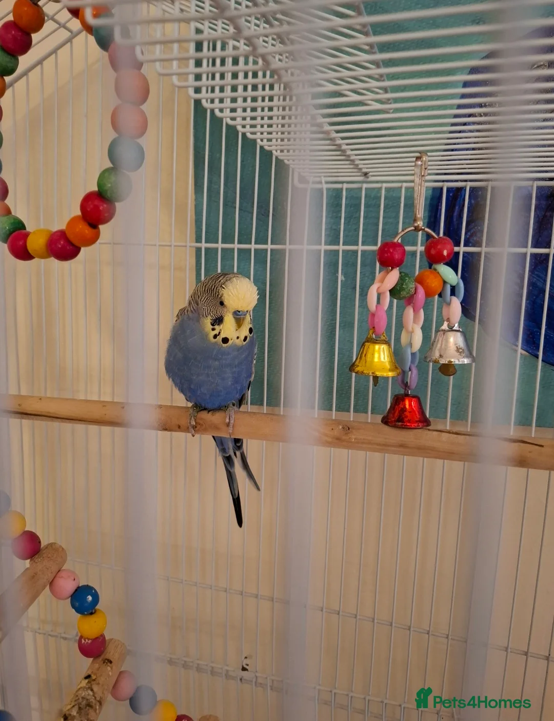 Budgerigars birds for sale: Beautiful blue Budgie with cage in Canterbury - Advert 2