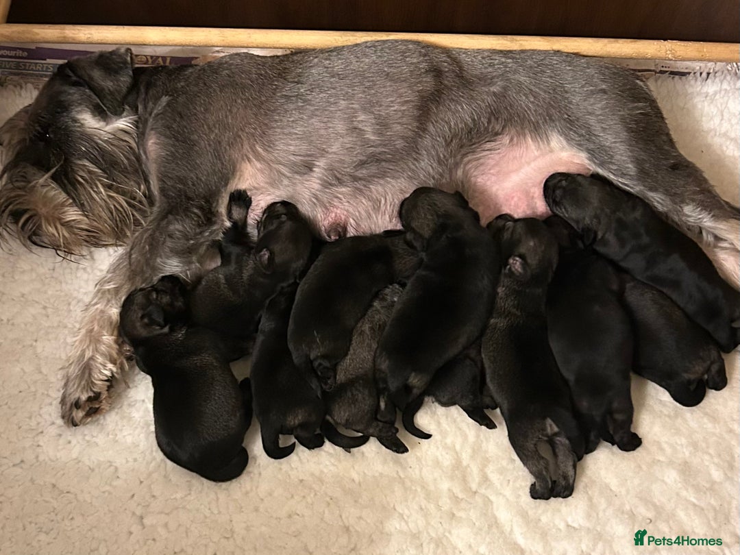 Schnauzer dogs for sale: KC reg health tested P/S standard schnauzers - Image 8