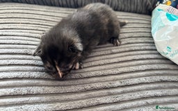 Mixed Breed cats for sale: Kittens  - Image 14