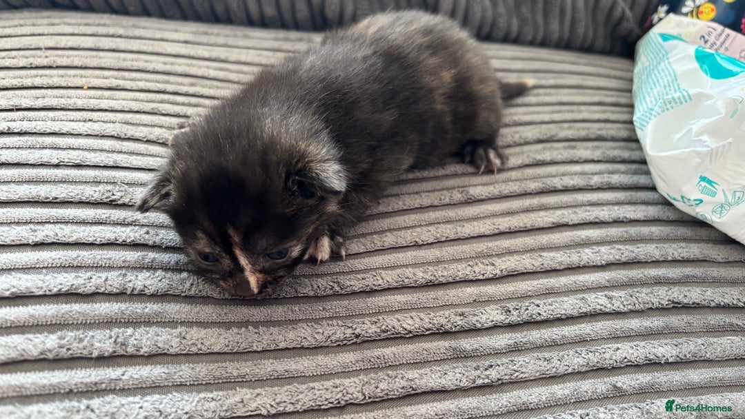 Mixed Breed cats for sale: Kittens  - Image 14