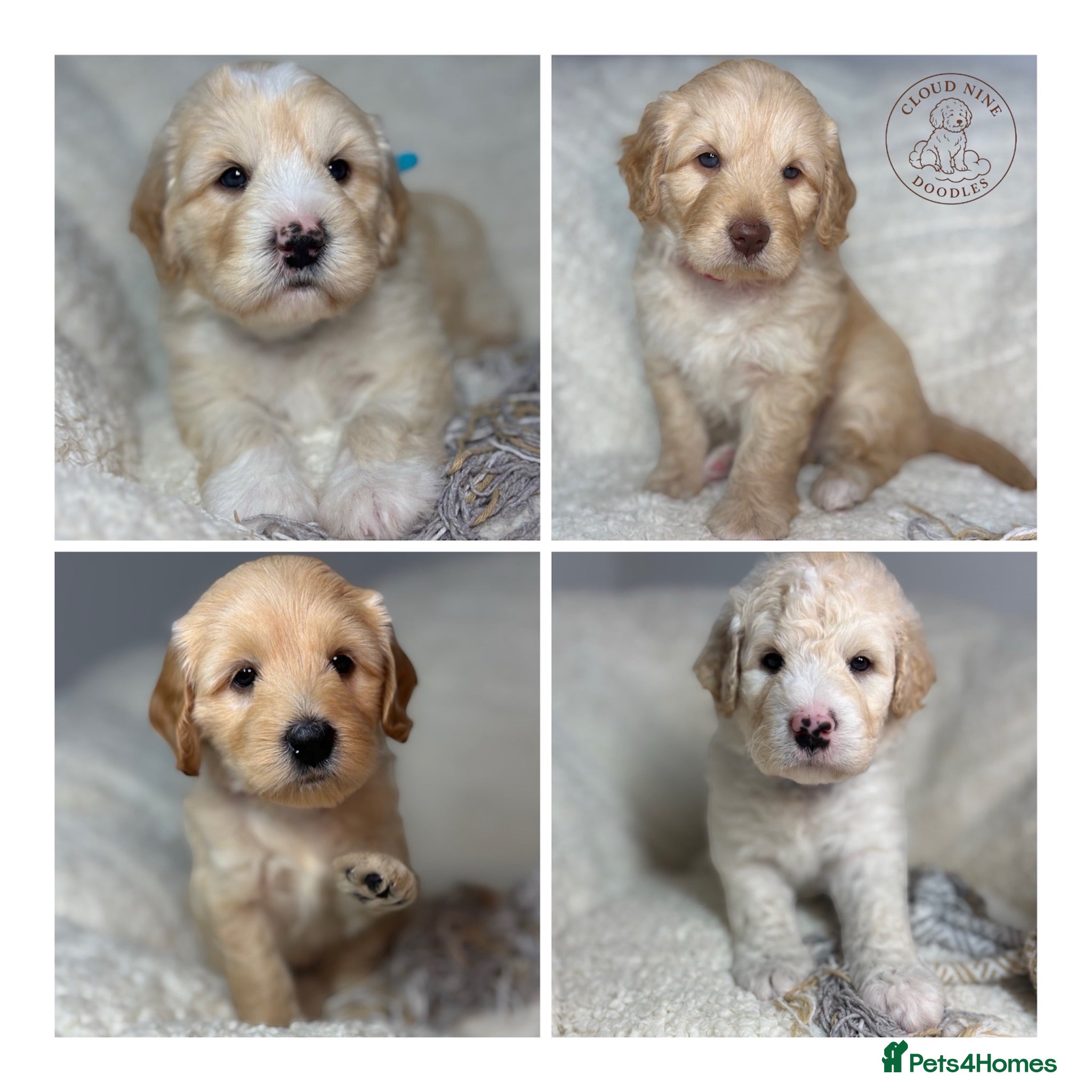 Goldendoodle dogs 🌟 Health Tested Multigen Goldendoodle Puppies 🌟 - Advert 1