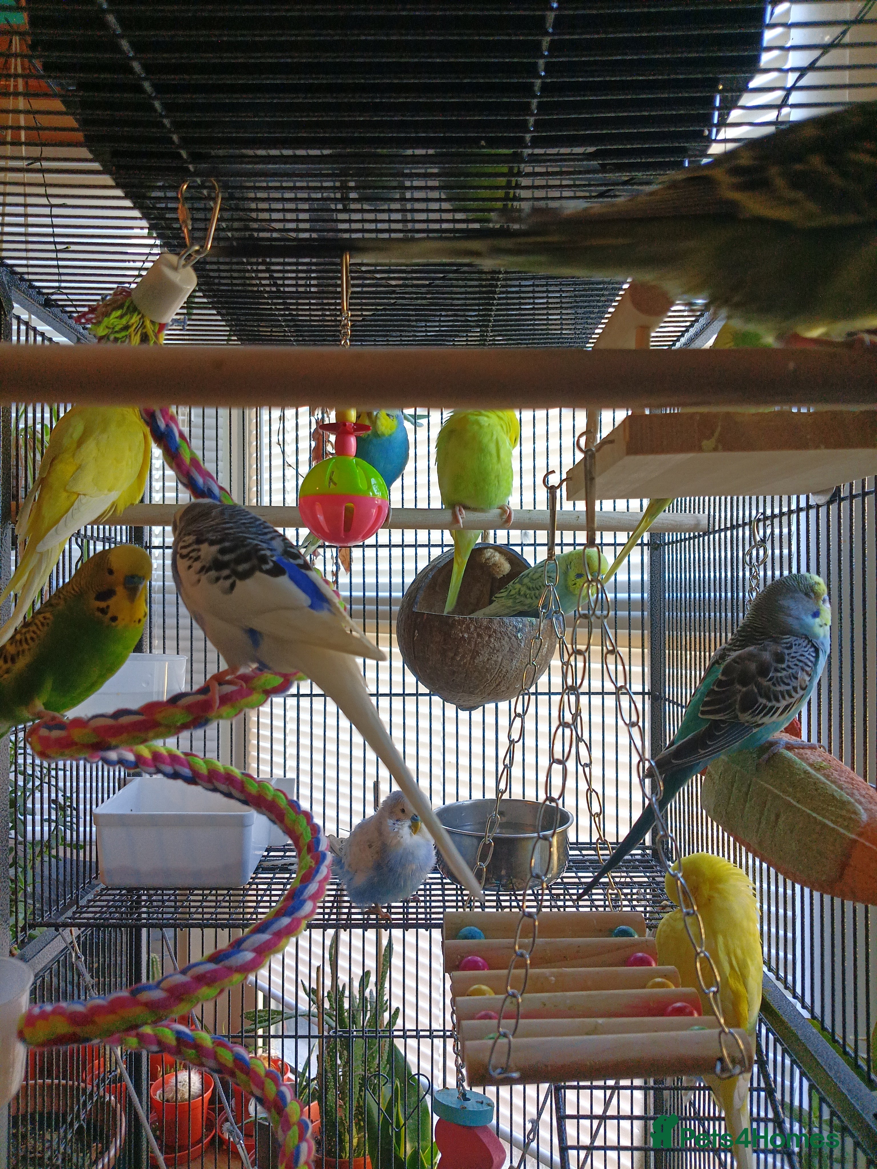 Budgerigars birds LOOKING FOR UNWANTED BUDGIES, PARROTS! - Advert 1