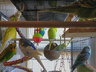 Budgerigars birds LOOKING FOR UNWANTED BUDGIES, PARROTS! - Advert 1