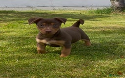 Jack Russell dogs for sale: 2 Jack Russell dog pups  - Image 5