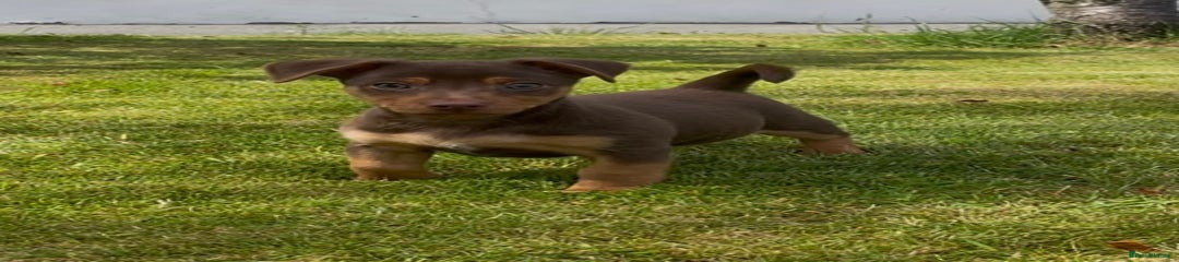 Jack Russell Puppy Choc & Tan