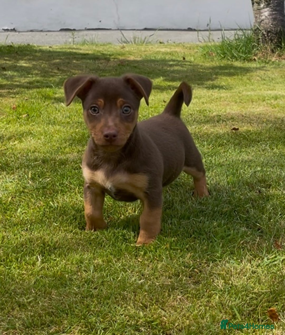 Jack Russell dogs for sale: 2 Jack Russell dog pups  - Image 5