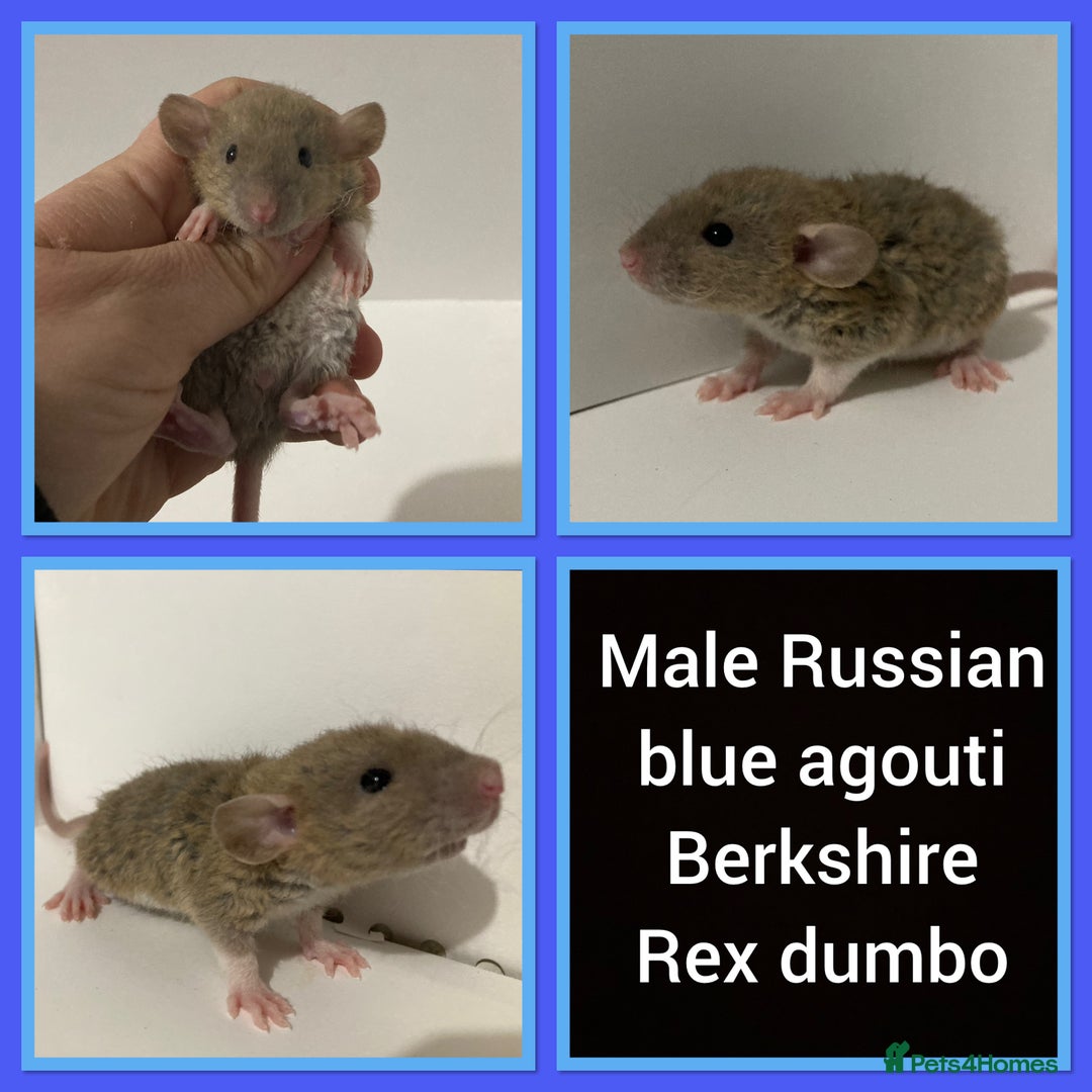 Rat rodents for sale: Adorable dumbo baby rates for sale ♥️ - Advert 8