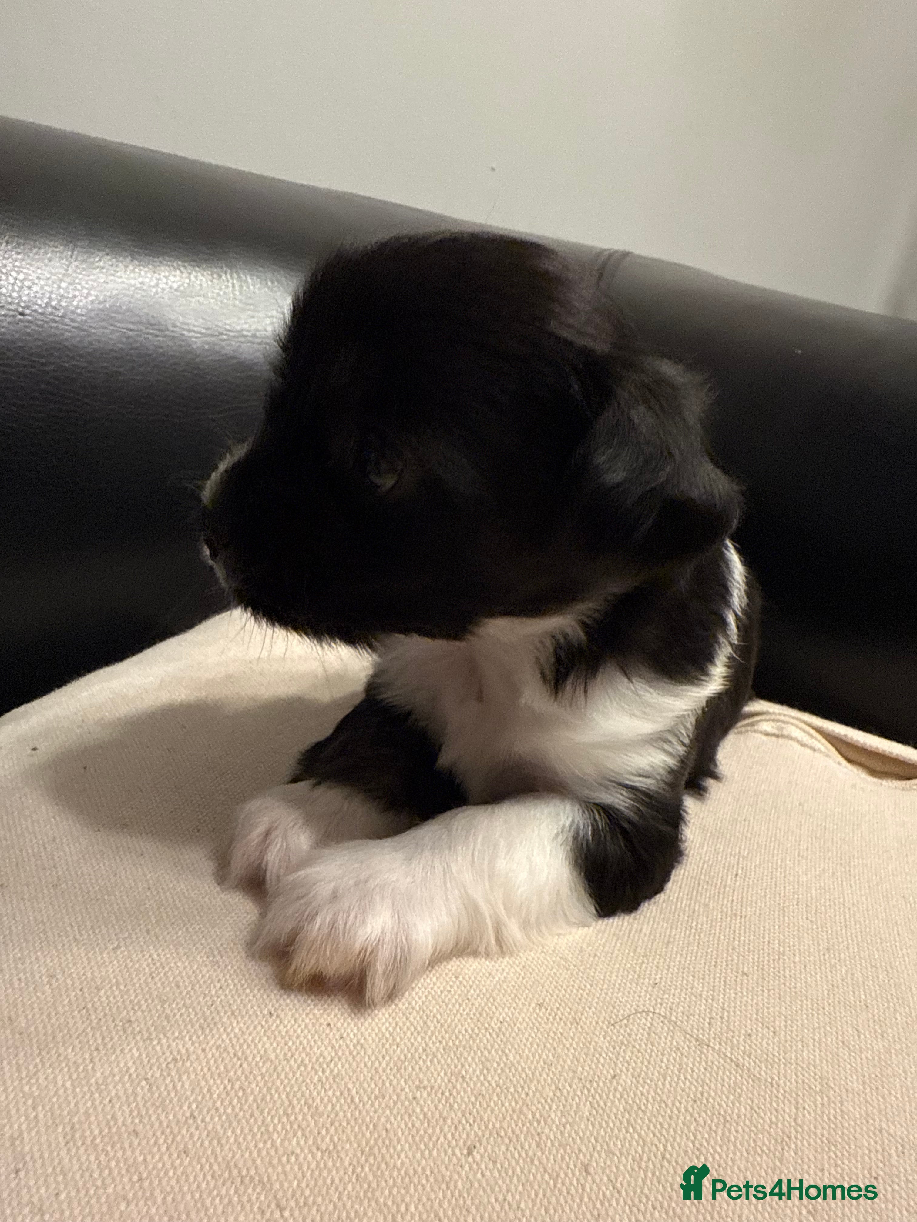 Mixed Breed dogs Stunning chihuahua girl ready 22 dec - Advert 4