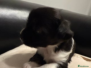 Mixed Breed dogs Stunning chihuahua girl ready 22 dec - Advert 4