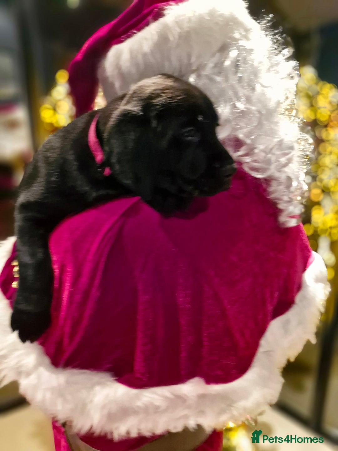 Labrador Retriever dogs for sale: Only 1 female left - Advert 12