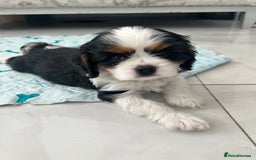 Cavalier King Charles Spaniel dogs for sale: K.C and fully health and heart tested parents  - Image 8