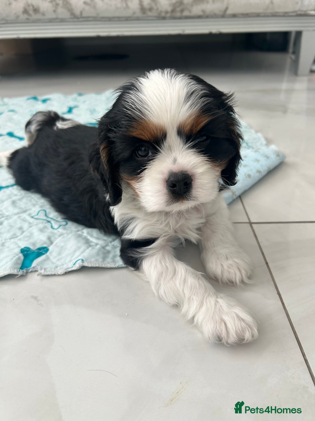 Cavalier King Charles Spaniel dogs for sale: K.C and fully health and heart tested parents  - Image 8
