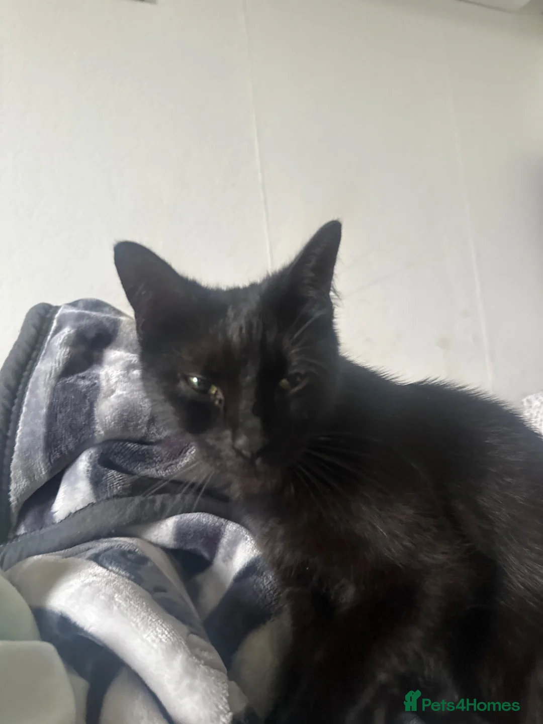 Bombay cats for sale: 3 boys 2 girl kittens need gone asap £10 in Stevenston - Advert 1
